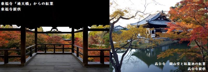 <GOTO利用して行こう>京都の人気紅葉スポット東福寺、清水寺、高台寺、青蓮院、永観堂 貸切タクシー日帰りプラン