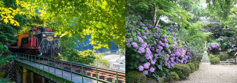 満開のあじさいとトロッコ列車で初夏を感じる!