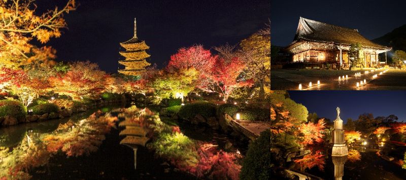 「京都定期観光バス」ライトアップ 京の紅葉 知恩院と東寺の夜紅葉【NYコース】