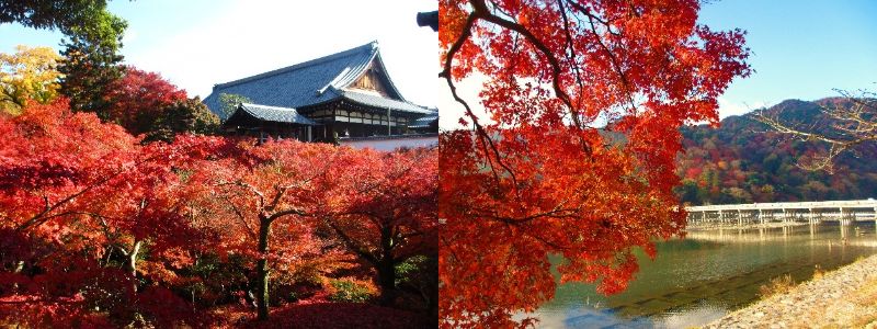 「京都定期観光バス」~京都もみじ紀行~ ランキング上位をおさえよう!天龍寺・嵐山・東福寺の紅葉【Tコース】