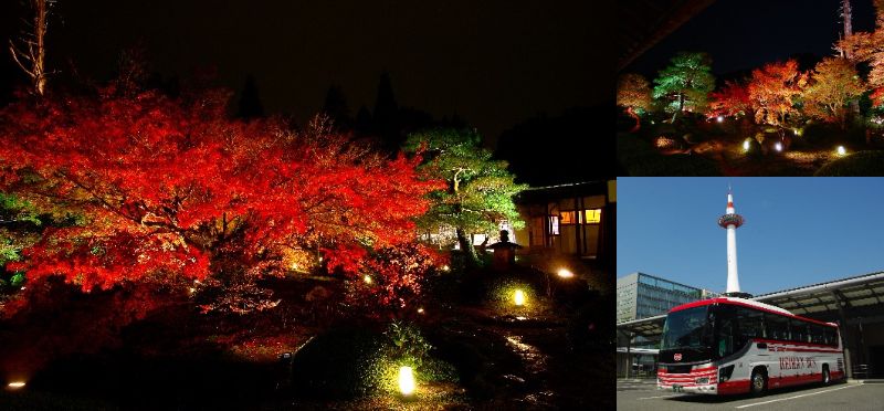 「京都定期観光バス」ライトアップ 京の紅葉 灯り×お庭&お抹茶×静心(しずごころ)【XAコース】