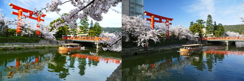 【全国割適用】オープントップバス『スカイバス』で行く京都周遊と岡崎十石舟で桜めぐり♪
