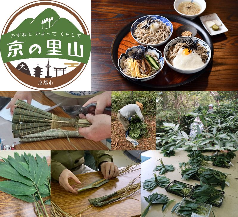 京の里山 花脊の恵みと伝統に触れる!「チマキザサ採取体験」