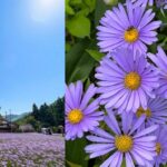 【京の夏の旅】「とっておきの京都」この夏、京の涼里「久多」で出逢う移ろいゆく紫の奇跡“北山友禅菊”