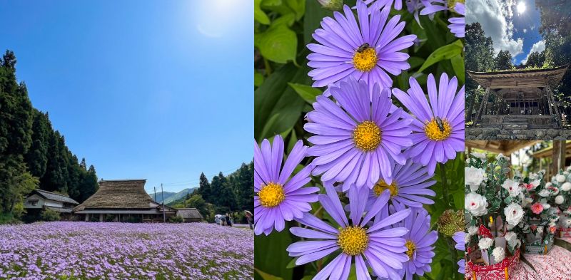 【京の夏の旅】「とっておきの京都」この夏、京の涼里「久多」で出逢う移ろいゆく紫の奇跡“北山友禅菊”